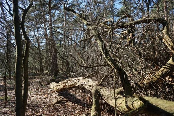 Heerlijk Bos Met Door Wind Geblazen Bomen Takken Gebladerte Berlijn — Stockfoto