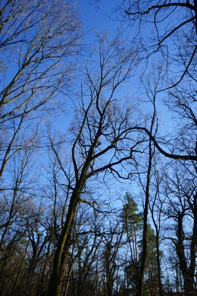 森林里的树枝在寒冷季节迎着天空生长 德国柏林 — 图库照片