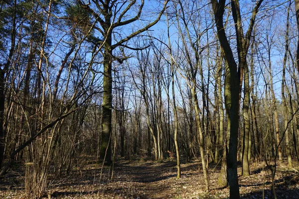 Forêt Magnifique Avec Arbres Soufflés Par Vent Branches Feuillage Automne — Photo