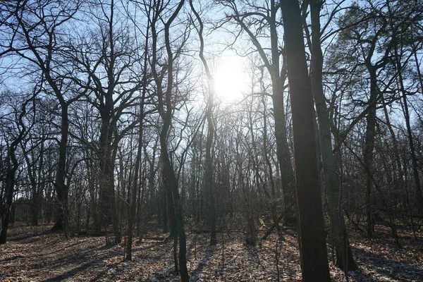 Sol Brilla Través Las Ramas Los Árboles Del Bosque Berlín —  Fotos de Stock