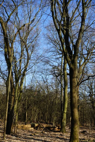 Wspaniały Las Wietrznymi Drzewami Gałęziami Jesiennymi Liśćmi Berlin Niemcy — Zdjęcie stockowe