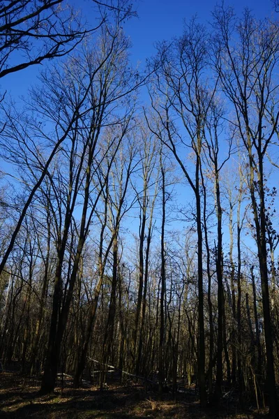 Дерево Вирушає Ліс Проти Неба Холодну Пору Року Берлін Німеччина — стокове фото