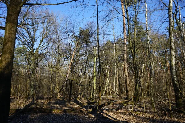 Heerlijk Bos Met Door Wind Geblazen Bomen Takken Gebladerte Berlijn — Stockfoto