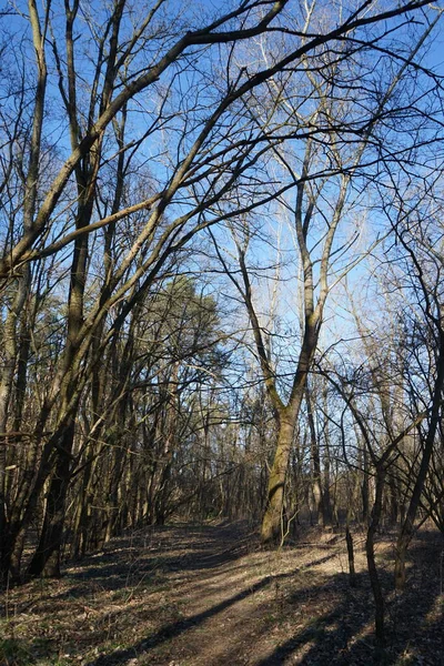 바람에 날리는 나뭇가지 베를린 — 스톡 사진