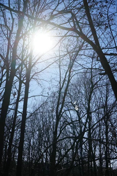 Sol Brilla Través Las Ramas Los Árboles Del Bosque Berlín — Foto de Stock