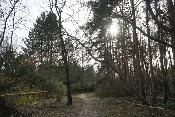 Die Sonne Scheint Durch Die Äste Der Bäume Wald Berlin — Stockfoto