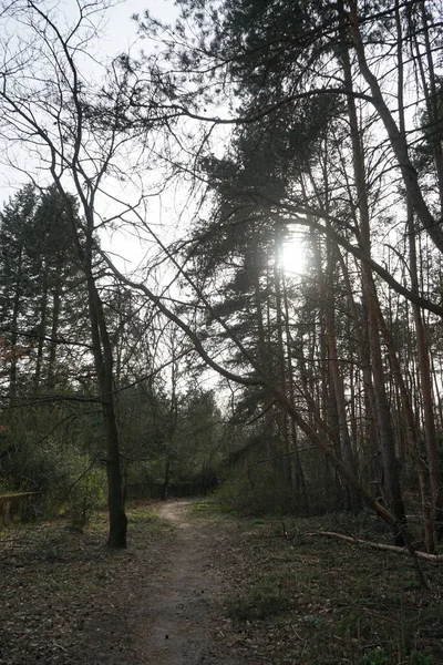 Slunce Svítí Mezi Větvemi Stromů Lese Berlín Německo — Stock fotografie