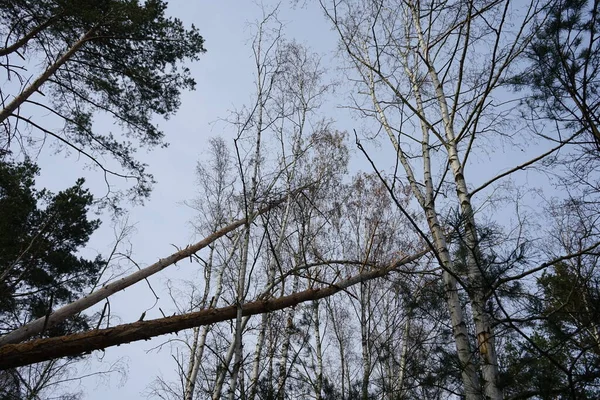Δέντρο Κλαδιά Στο Δάσος Ενάντια Στον Ουρανό Κατά Την Κρύα — Φωτογραφία Αρχείου