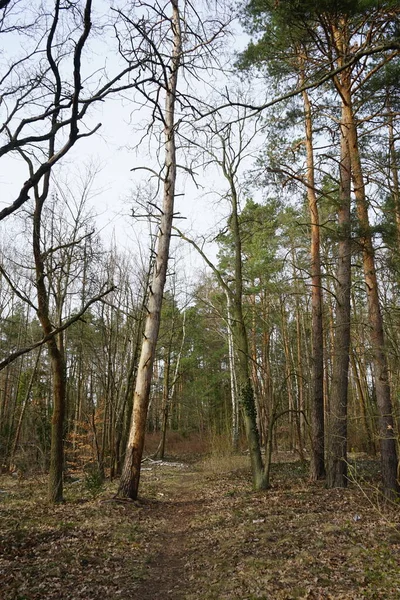 Underbar Skog Med Vindblåsta Träd Grenar Och Höstlövverk Berlin Tyskland — Stockfoto
