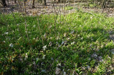 Nisan ayında ormanda Allium paradoksu. Allium paradoksu, Amaryllis familyasından Asya kökenli bir soğan türüdür. Berlin, Almanya