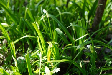 Nisan ayında ormanda Allium paradoksu. Allium paradoksu, Amaryllis familyasından Asya kökenli bir soğan türüdür. Berlin, Almanya