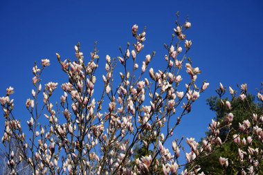 Magnolia soulangeana Nisan 'da bahçede çiçek açar. Magnolia soulangeana, Magnolia denudata x Magnolia liiflora, Magnolia ve Magnoliaceae familyasından bir manolya türüdür. Berlin, Almanya