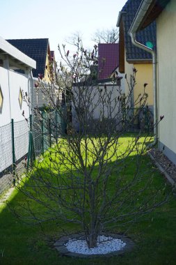 Magnolia liiflora 'Susan' Nisan 'da bahçede çiçek açar. Magnolia liiflora, odunsu orkide, mor, kırmızı, zambak ve Jane manolya küçük bir ağaçtır. Berlin, Almanya