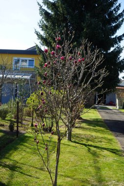 Lale manolya manolyası 'Cin' Nisan ayında koyu mor çiçekler açar. Magnolia liiflora, odunsu orkide, mor, kırmızı, zambak ve Jane manolya küçük bir ağaçtır. Berlin, Almanya 