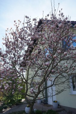Magnolia soulangeana Nisan 'da bahçede çiçek açar. Magnolia soulangeana, Magnolia denudata x Magnolia liiflora, Magnolia ve Magnoliaceae familyasından bir manolya türüdür. Berlin, Almanya