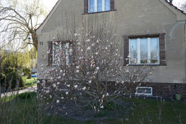 Magnolia soulangeana Nisan 'da bahçede çiçek açar. Magnolia soulangeana, Magnolia denudata x Magnolia liiflora, Magnolia ve Magnoliaceae familyasından bir manolya türüdür. Berlin, Almanya