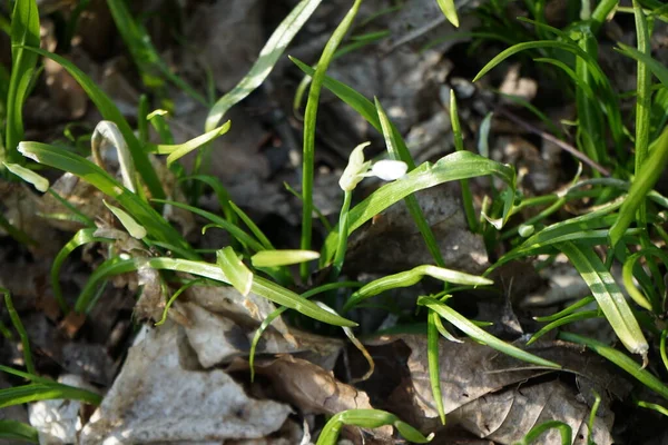Лук Парадоксум Апреле Лесу Allium Paradoxum Азиатский Вид Дикого Лука — стоковое фото