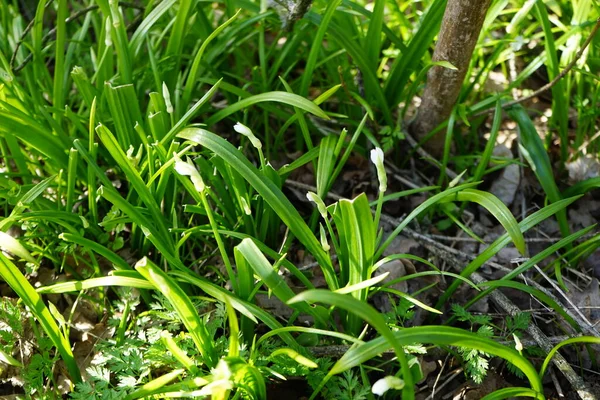 Allium Paradoxum Avril Dans Forêt Allium Paradoxum Est Une Espèce — Photo
