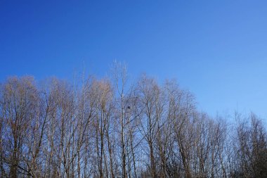 Mart ayında mavi gökyüzüne karşı yaprak döken ağaçlar. Marzahn-Hellersdorf, Berlin, Almanya