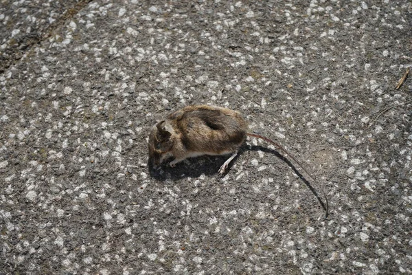 変性による毒で死んだ野生のマウス 皮膚化 げっ歯類の破壊のための包括的な措置 ラット マウス ボール ドイツ ベルリン — ストック写真