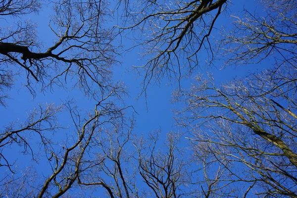 Φυλλοβόλα Δέντρα Ενάντια Στον Γαλάζιο Ουρανό Τον Μάρτιο Marzahn Hellersdorf — Φωτογραφία Αρχείου