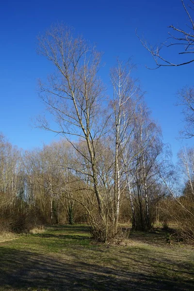 哈贝曼湖附近的落叶树景观 德国柏林Marzahn Hellersdorf — 图库照片