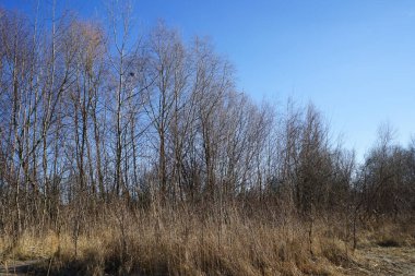 Mart ayında Habermannsee Gölü kıyısında Phragmites australis ile bir sazlık. Phragmites australis, Poaceae familyasından yaygın olarak kullanılan bir sazlıktır. Berlin, Almanya