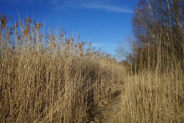 Mart ayında Habermannsee Gölü kıyısında Phragmites australis ile bir sazlık. Phragmites australis, Poaceae familyasından yaygın olarak kullanılan bir sazlıktır. Berlin, Almanya