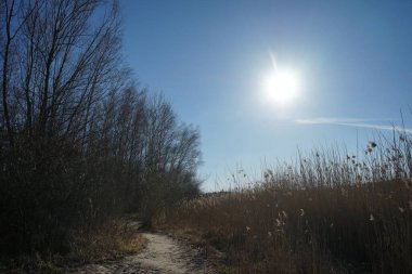 Mart ayında Habermannsee Gölü kıyısında Phragmites australis ile bir sazlık. Phragmites australis, Poaceae familyasından yaygın olarak kullanılan bir sazlıktır. Berlin, Almanya