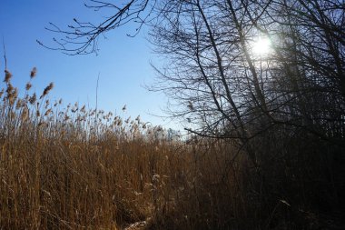Mart ayında Habermannsee Gölü kıyısında Phragmites australis ile bir sazlık. Phragmites australis, Poaceae familyasından yaygın olarak kullanılan bir sazlıktır. Berlin, Almanya