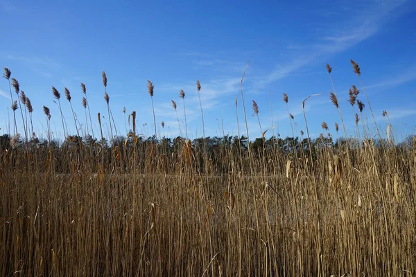 stock image A reedbed with Phragmites australis by Habermannsee Lake in March. Phragmites australis, the common reed, is a broadly distributed wetland grass in the family Poaceae. Berlin, Germany