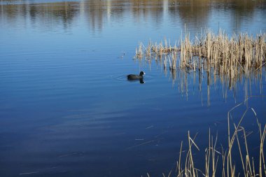 Fulica atra Mart ayında Habermannsee Gölü 'nün suyunda yüzer. Avrasya yaban ördeği (