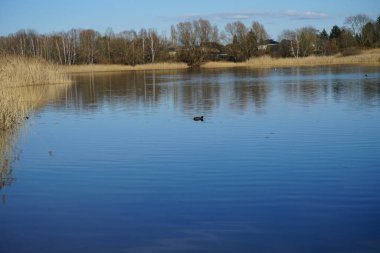 Fulica atra Mart ayında Habermannsee Gölü 'nün suyunda yüzer. Avrasya yaban ördeği (