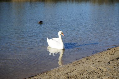 Mart ayında Habermannsee gölünde beyaz dilsiz bir kuğu ve erkek yaban ördeği yüzüyor. Kaulsdorfer Baggersee, Marzahn-Hellersdorf, Berlin, Almanya