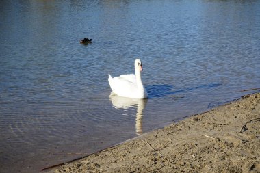 Mart ayında Habermannsee gölünde beyaz dilsiz bir kuğu ve erkek yaban ördeği yüzüyor. Kaulsdorfer Baggersee, Marzahn-Hellersdorf, Berlin, Almanya