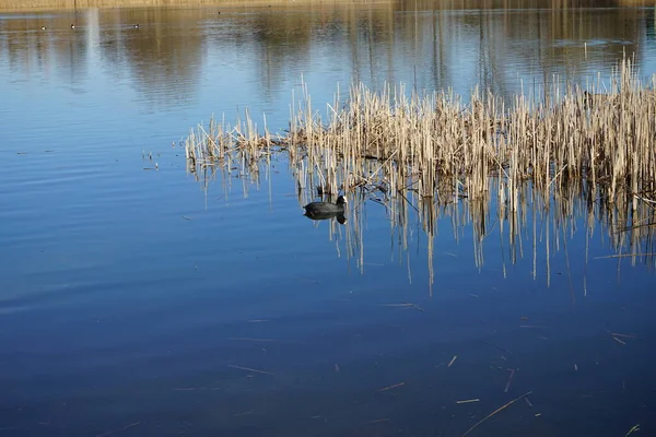Fulica Atra Plave Vodě Jezera Habermannsee Březnu Euroasijský Kozorožec Fulica — Stock fotografie