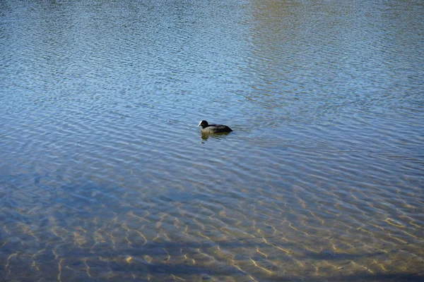 Fulica Atra Επιπλέει Στο Νερό Της Λίμνης Habermannsee Μάρτιο Ευρασιατικό — Φωτογραφία Αρχείου