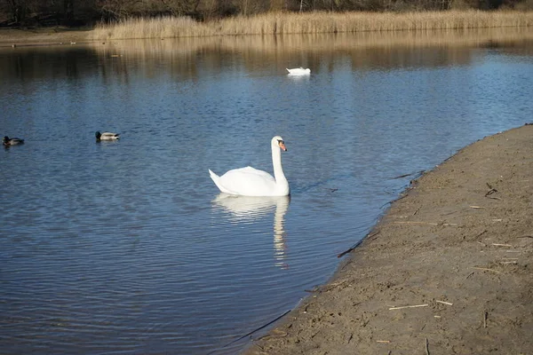Pássaros Cisnes Mudos Brancos Patos Reais Galinhas Nadando Lago Habermannsee — Fotografia de Stock