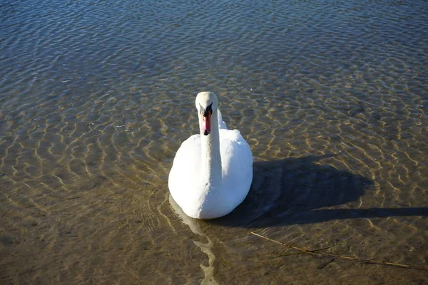 Ένας Λευκός Βουβός Κύκνος Κολυμπάει Στη Λίμνη Χαμπερμαννσέι Μάρτιο Μουγγός — Φωτογραφία Αρχείου