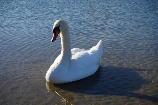 Белый Немой Лебедь Плавает Озере Хаберманзее Марте Немой Лебедь Cygnus — стоковое фото