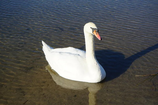 3月にはハバーマンシー湖で白無声白鳥が泳いでいます ミュート スワン Cygnus Color は白鳥の一種で 水鳥の仲間であるアナティデイ Anatidae ドイツ ベルリン — ストック写真