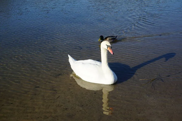 Cisne Mudo Branco Pato Mallard Macho Estão Nadando Lago Habermannsee — Fotografia de Stock