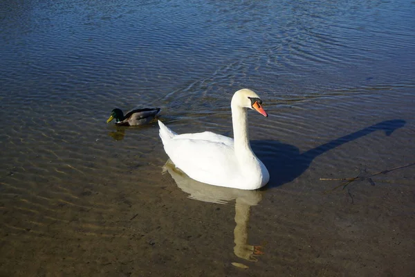 Ein Weißer Höckerschwan Und Eine Stockente Schwimmen März Auf Dem — Stockfoto