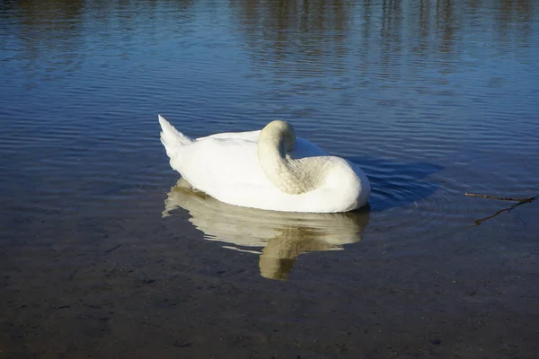 Белый Немой Лебедь Плавает Озере Хаберманзее Марте Немой Лебедь Cygnus — стоковое фото