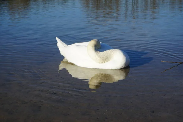 Cisne Mudo Blanco Nada Lago Habermannsee Marzo Cygnus Olor Una — Foto de Stock