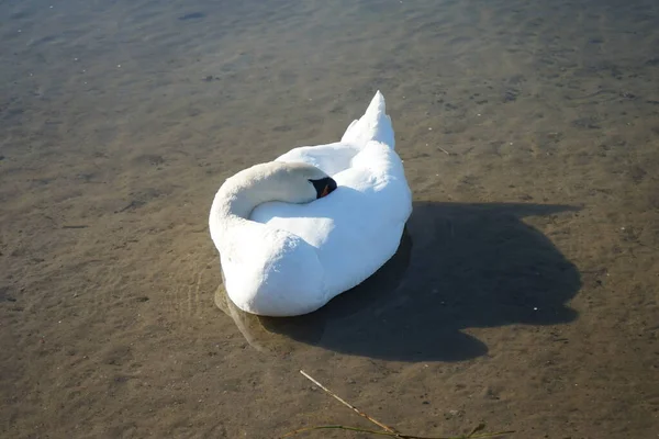 Biały Łabędź Pływa Nad Jeziorem Habermannsee Marcu Łabędź Niemy Cygnus — Zdjęcie stockowe