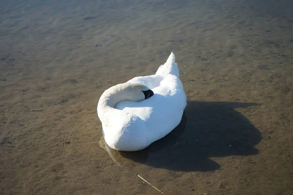 Biały Łabędź Pływa Nad Jeziorem Habermannsee Marcu Łabędź Niemy Cygnus — Zdjęcie stockowe