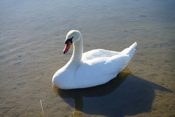 Ein Weißer Höckerschwan Schwimmt März Habermannsee Der Höckerschwan Cygnus Olor — Stockfoto