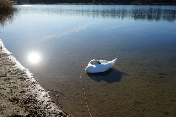 Cisne Mudo Blanco Nada Lago Habermannsee Marzo Cygnus Olor Una — Foto de Stock