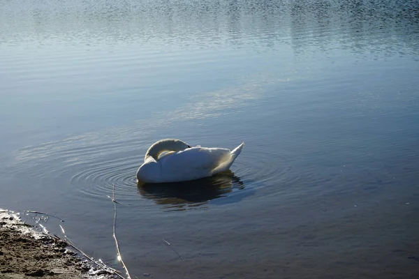 一只白色的沉默天鹅在哈贝曼湖游泳 沉默天鹅Cygnus Olor是天鹅的一种 也是水鸟科Anatidae的一员 Kaulsdorfer Baggersee Marzahn Hellersdorf 德国柏林 — 图库照片